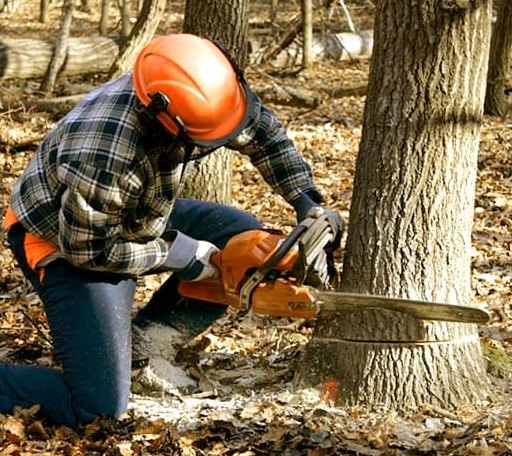 Tree Removal in Nora, IL